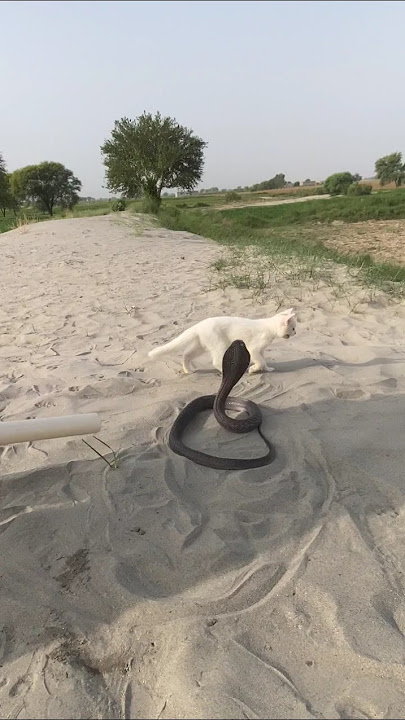 cholestani snake 🐍 ateac the cat 🐈#shortsfeed #ytshorts
