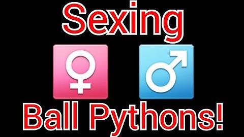 Sexing Ball Pythons - Popping & Probing! #sexingballpythons