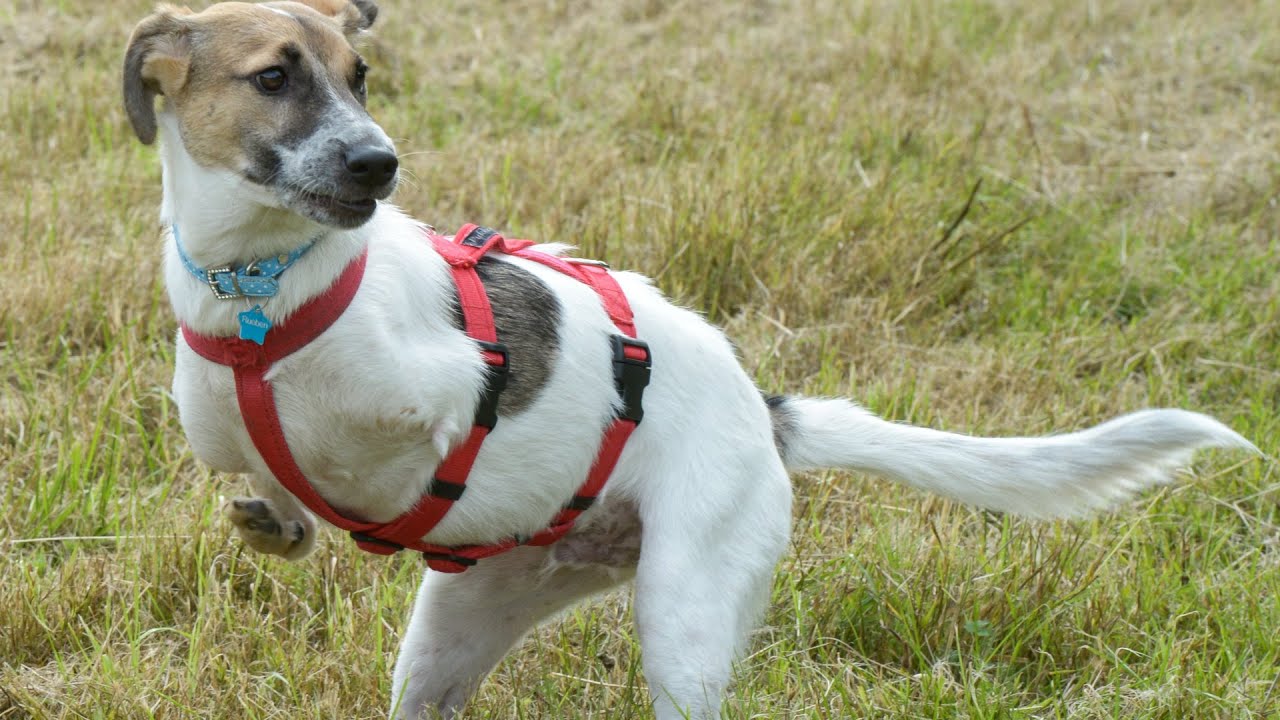 handicap dogs disabled born with withered front legs still bounds around like a t rex handicap dogs disabled born with withered front legs still bounds around like a t rex