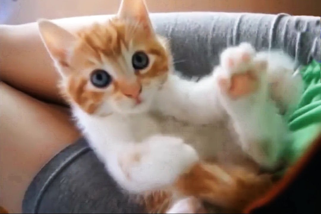 Funny Cute Cats And Kittens Compilation # 4