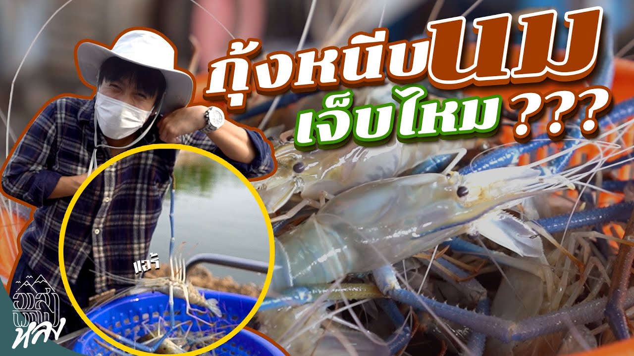 ฟาร์มกุ้งก้ามกรามยักษ์!! | อาสาพาไปหลง