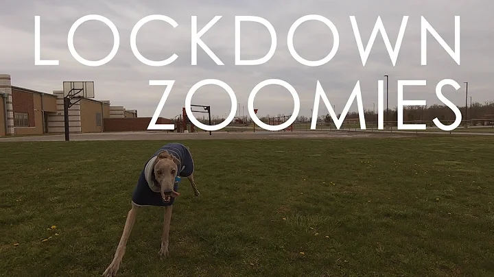 Lockdown Zoomies