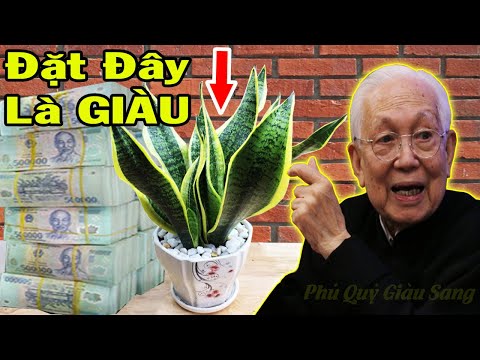 Đặt Cây LƯỠI HỔ Chỗ Này Trong Nhà Chỉ Sau 1 Đêm Tiền Bạc ÙN ÙN KÉO ĐẾN, Thầy Phong Thủy Chỉ Ra