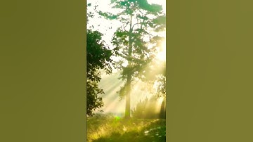 Forest Wonders Forest Wonders Forest Wonders Rainforest Rainforest Rainforest #doyouknownature