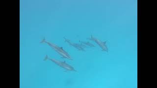 One Minute Hawaii  Spinner Dolphins of Kailua Kona