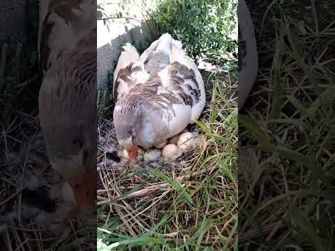 ما هي مدة تفقيص البيض الوز