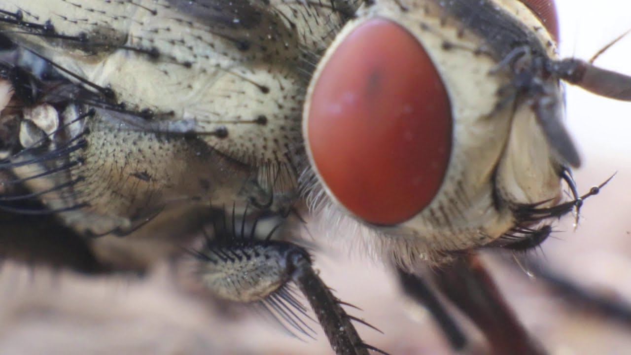 La mouche à damier ( en video macro 5:1 ) by jied nabil