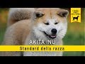 Akita inu - standard della razza