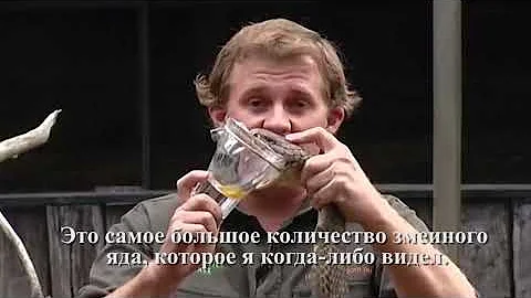 Вот Почему  Королевская Кобра Ненавидит Других Змей
