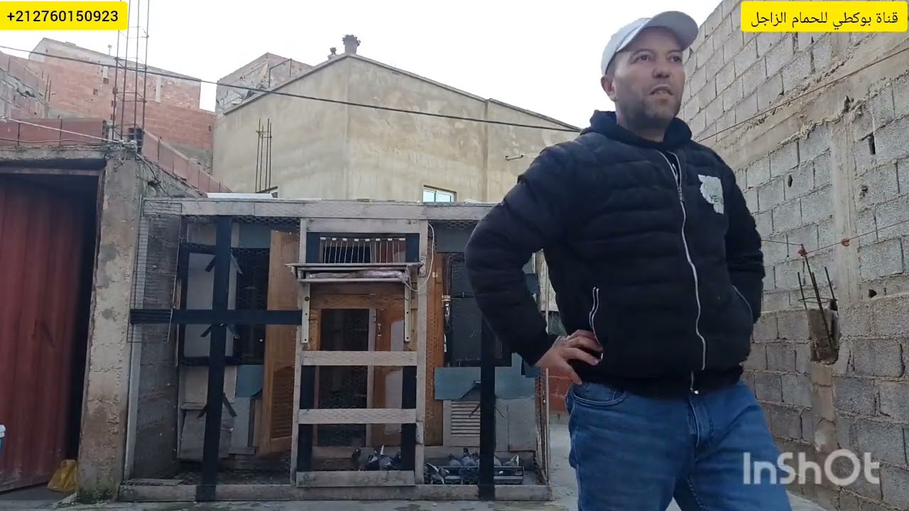 شوفو كي جا الحمام من الطلقة +؛رجوع ذكر بدون مانييتيك  ( الله يهدي ما خلق ) 