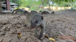 banded mongoose in camp