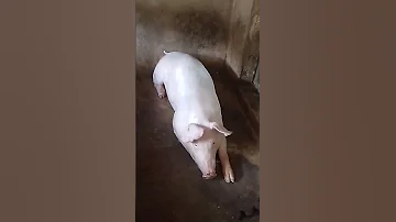 Naging Tatay Nnman Xa Ng Mga Oinky Nea Ofwlifesacrifice Lanaodelnorte 