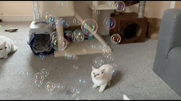 Catnip Bubbles | Cats and Kittens Playing With Bubbles