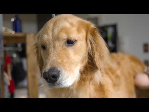 マダニのせいでお風呂へ強制連行され不満げな愛犬