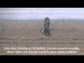 Slowmotion: Rough-legged Buzzard / Ruigpootbuizerd (Buteo Lagopus)