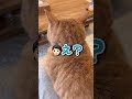 「太った？」と聞くとハッキリ「うるさい！」と言ってくる猫ちゃんwww