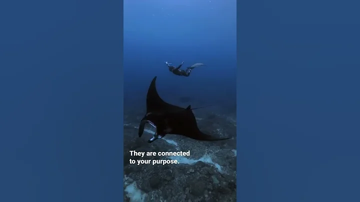 Giant Manta Ray & Freediver Dance Underwater