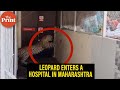 Leopard enters a hospital in nandurbar taluka of shahada in maharashtra