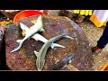 Milk Shark Fish Cutting Skills|₹100/- $1.35|Kasimedu Selvam Fastest Fish Cutter|#royalmariners