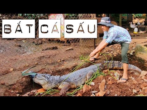 Video Bắt cá sấu xổng chuồng và cách vô hiệu hóa cá sấu (how... - youtube