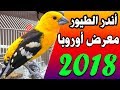 مباشرة من معرض الطيور باوروبا 2018