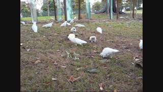 Wild cockatiels in Sydney Botanic Gardens