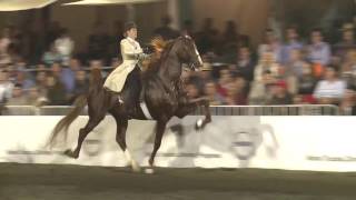 SA Grand Champion 5 Gaited Horse   Low Res