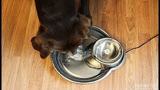 How to Make a Dog Drink Water (When He Doesn't Want to)