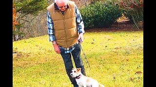 Dog Training, Oliver, Jack Russell, Day 14: Graduation | Home Leadership | Downtown | Blairsville GA by Sit Up N Listen Dog Training 25 views 3 months ago 10 minutes, 53 seconds