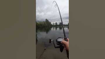 Delphin Impala carp 360 3lbs ; munkában!!!