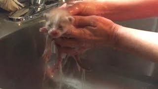 Flea Bath For Fluffy Ginger Rescue Kittens