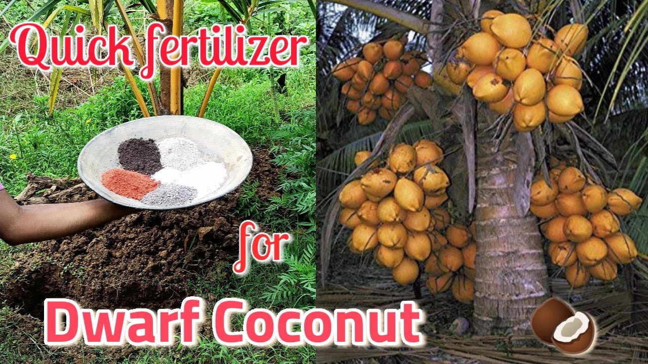 best-fertilizer-for-dwarf-coconut-how-to-fertilize-dwarf-coconut-care