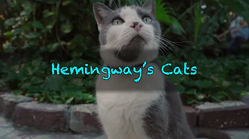 Did Ernest Hemingway write about cats?