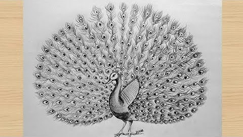 How to Draw Peacock with Beautiful Feather Design / Pencil Art / Peacock drawing / Bird drawing