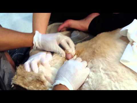 Video: Abscesser Hos Hunde