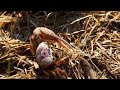 Fiddler Crab Behavior and Characteristics