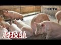 《科技苑》 20170320 四个月不清粪 猪会长啥样 | CCTV农业