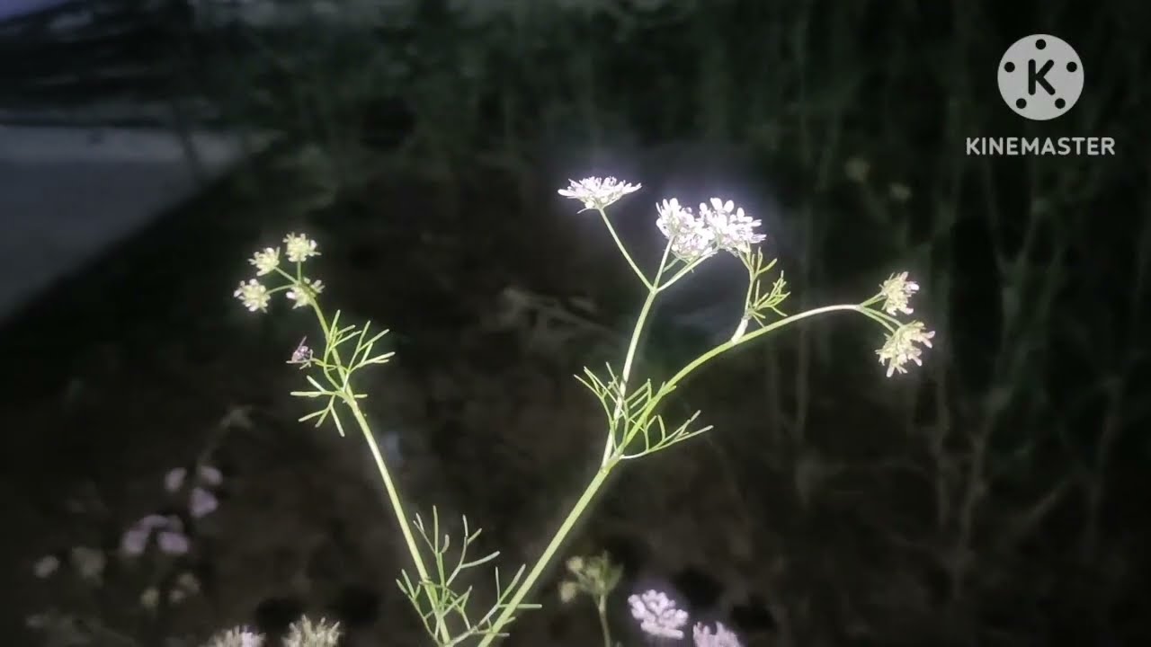 Koj lam yuav kuv lo them nuj nqi xwb.9/2/2026.