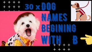 30 X Dog Names That Start With B Male Dog Names That Start With B Check It Out! NEW