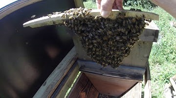 Hoe je een topbar-bijenkast met een ecovloer opzet