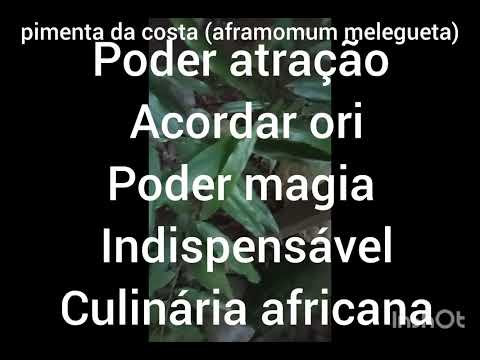 Afromum melegueta =atáré =pimenta da costa