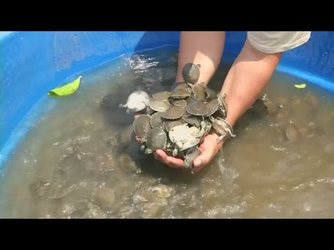 Baby turtles released into the wild in Bolivia
