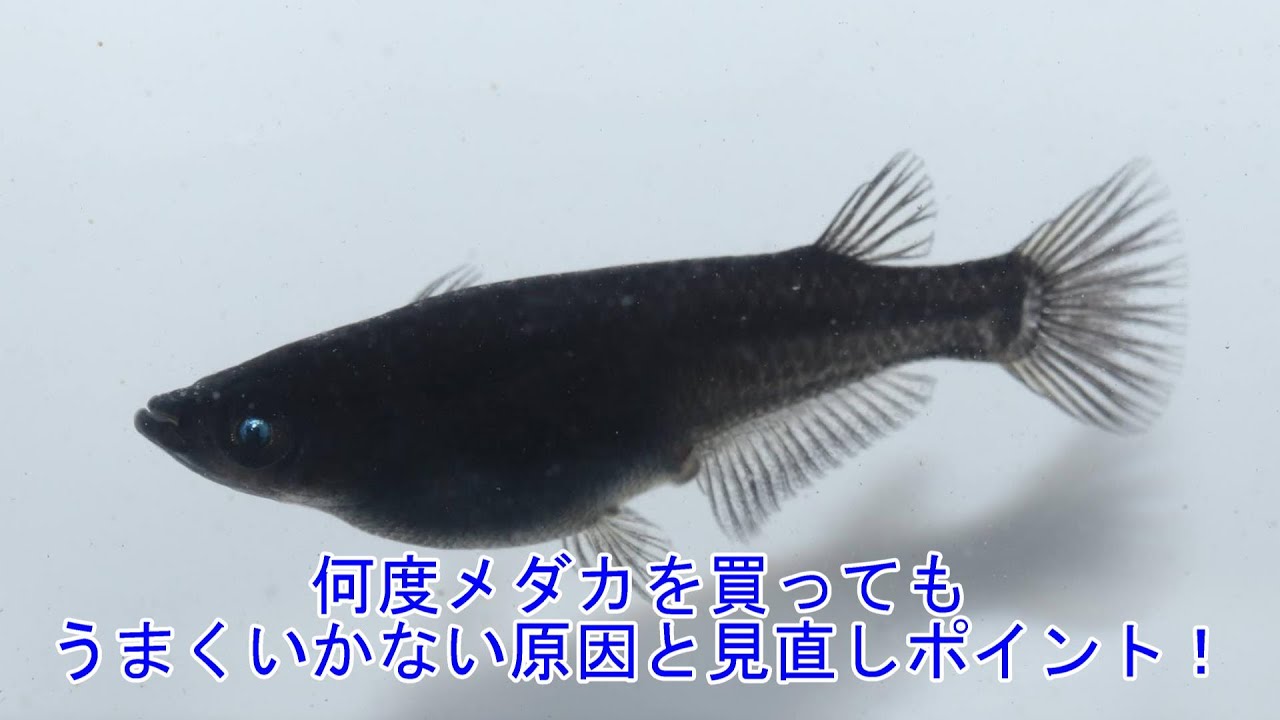 何度買ってもメダカが死んでしまうという方へ！見直すポイント3選