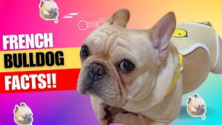 French Bulldog facts | One of the smallest dog breed