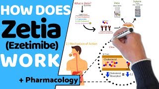 How does Zetia (Ezetimibe) Work? (+ Pharmacology)