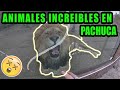 Los animales salvajes mas increíbles en  bioparque  convivencia