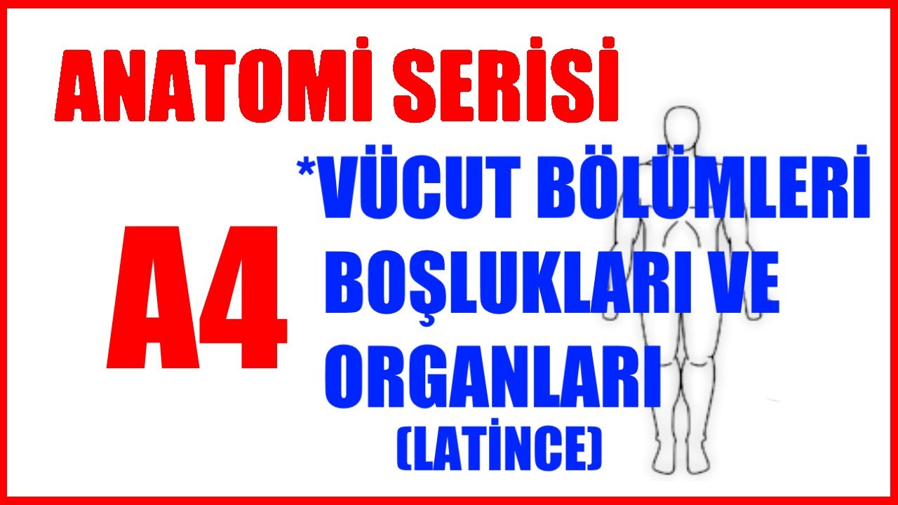 Vücut Bölümleri | Boşlukları ve organları A4 (Anatomi Serisi)