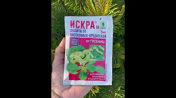 Обработка сосны от соснового пилильщика 🌲