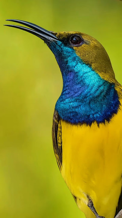 This Sunbird Has a Beautiful Song (Cinnyris jugularis)