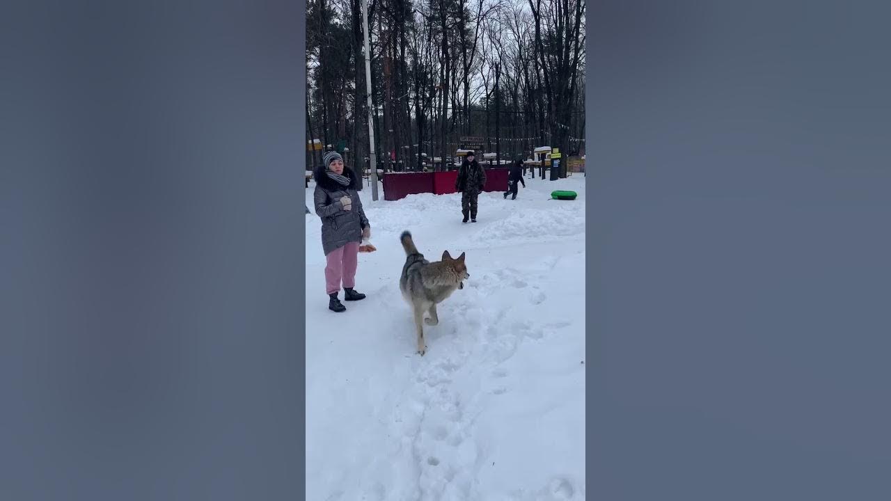 Вчерашнее нападение. Волк в парке Ульяновск напал. Волк напал в парке Победы. Волк в парке Победы ЕКБ.